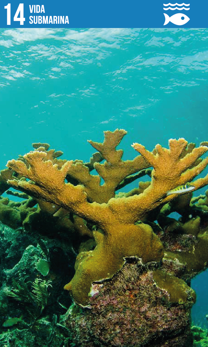 ODS 14